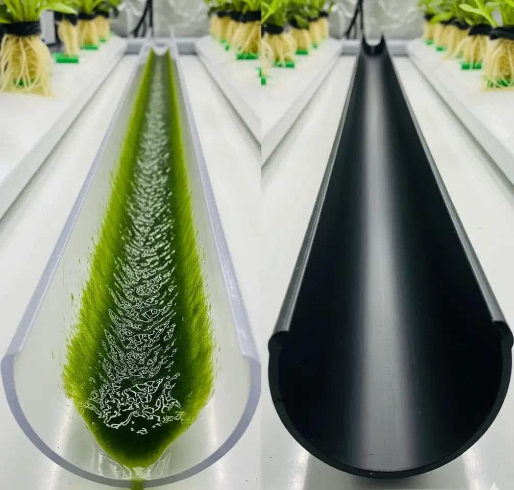NFT Clog Prevention: 5 Brutal Steps to End Root Mats, Algae, & Pump Death in 2024 5 A comparison of clear and opaque NFT hydroponic channels showing how light causes algae growth.