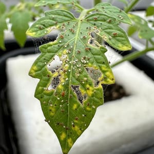 Hydroponic Tomatoes & Peppers Unleashed: Grow Bustling Harvests Year-Round 7 A trellised hydroponic tomato plant in a Dutch bucket system