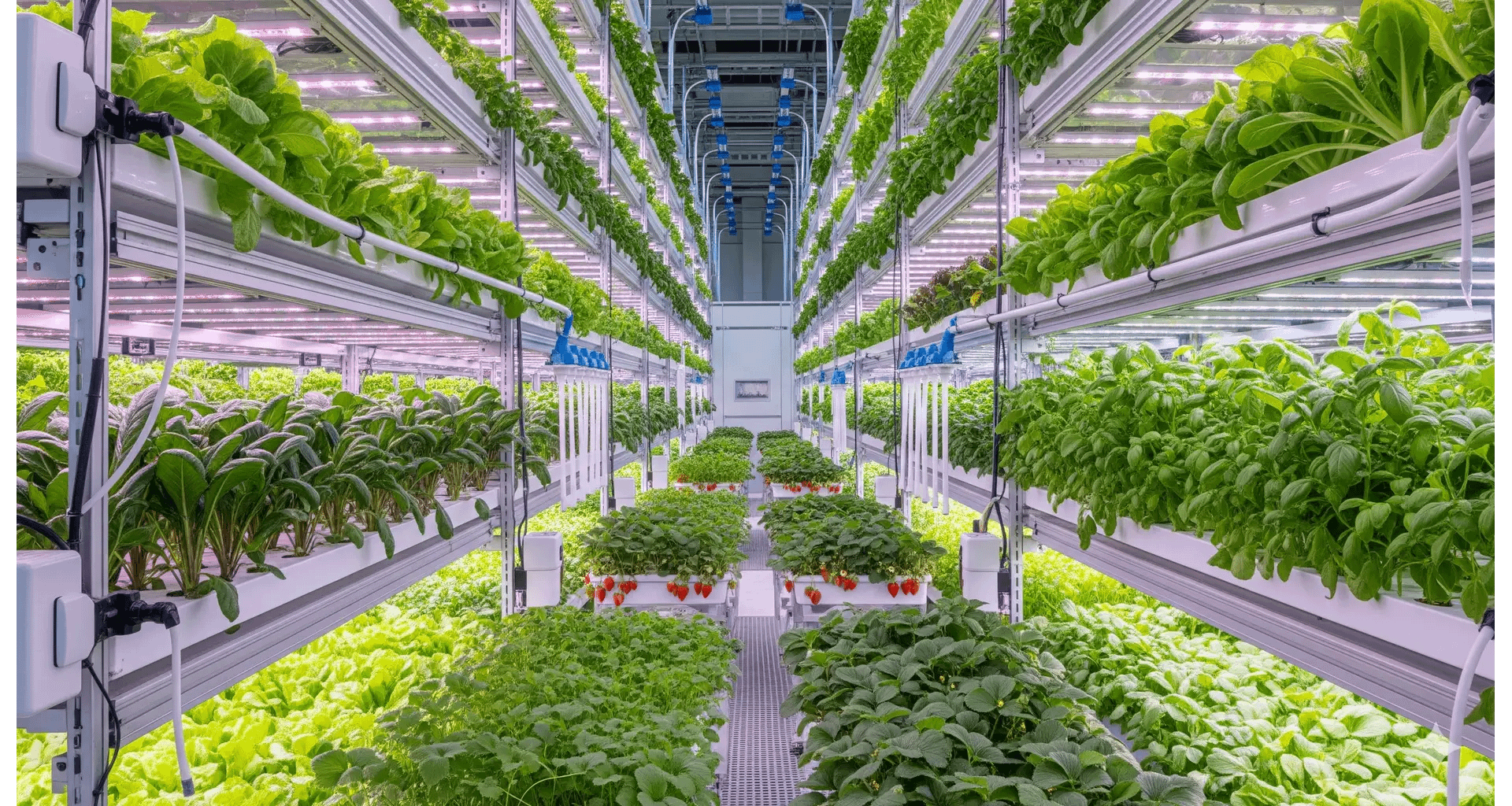An analysis of vertical farming economics, focusing on the business and technology needed for profitability.