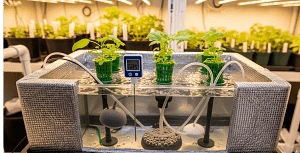 A hydroponic reservoir wrapped in reflective insulation for passive cooling, with a temperature probe.
