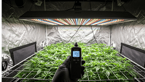 A grower using an Apogee PAR meter to verify the optimal LED grow light distance chart for a plant canopy, ensuring the correct PPFD for healthy growth.