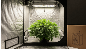 A single, healthy cannabis plant thriving in a 2x2 hydroponic grow tent, demonstrating the success possible with the best hydroponic kits for beginners.