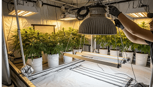 A grower performing hydroponic upgrades inside a grow tent, symbolizing a smart investment in a more efficient and powerful system