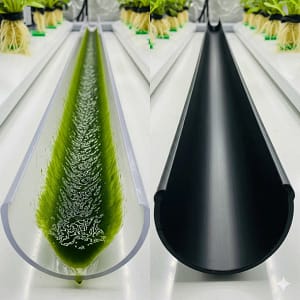 A comparison of clear and opaque NFT hydroponic channels showing how light causes algae growth.