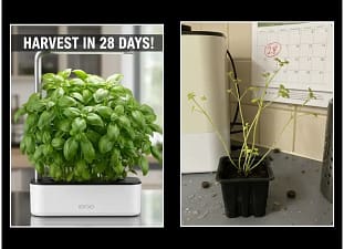 Side-by-side comparison of a perfect marketing photo for a hydroponic kit vs a real-world result on day 28 showing stunted growth.