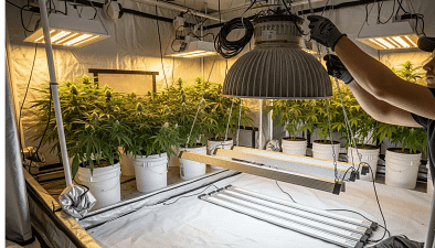 A grower performing hydroponic upgrades inside a grow tent, symbolizing a smart investment in a more efficient and powerful system