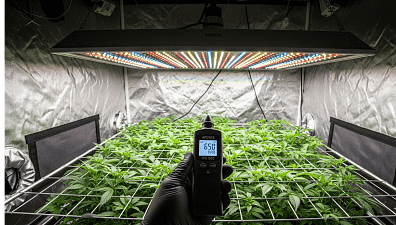 A grower using an Apogee PAR meter to verify the optimal LED grow light distance chart for a plant canopy, ensuring the correct PPFD for healthy growth.