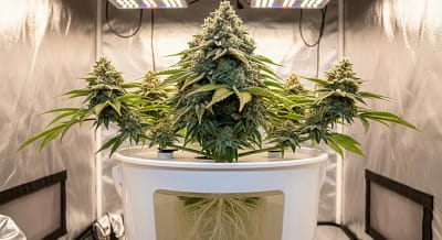 A beautiful cannabis plant thriving in a hydroponic cannabis setup, showcasing the potential for huge yields.