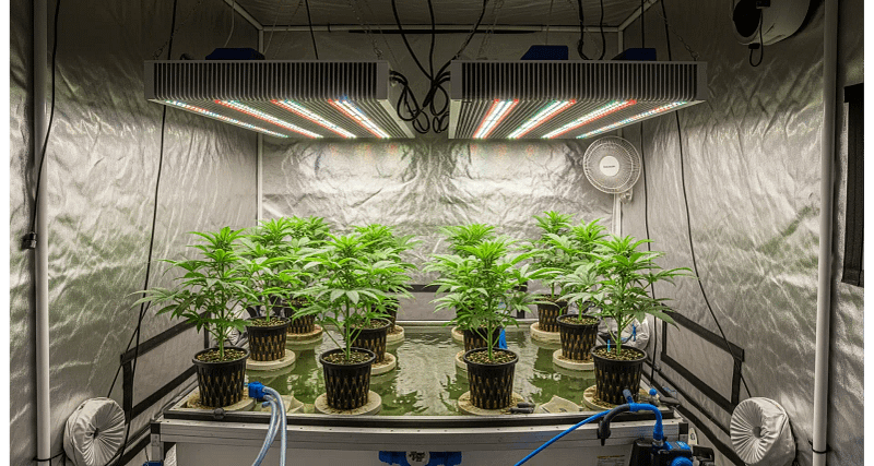 An honest review of the best hydroponic systems, lights, and nutrients for cannabis cultivation.
