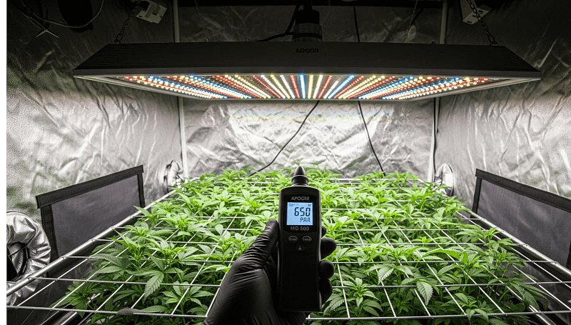 A grower using an Apogee PAR meter to verify the optimal LED grow light distance chart for a plant canopy, ensuring the correct PPFD for healthy growth.