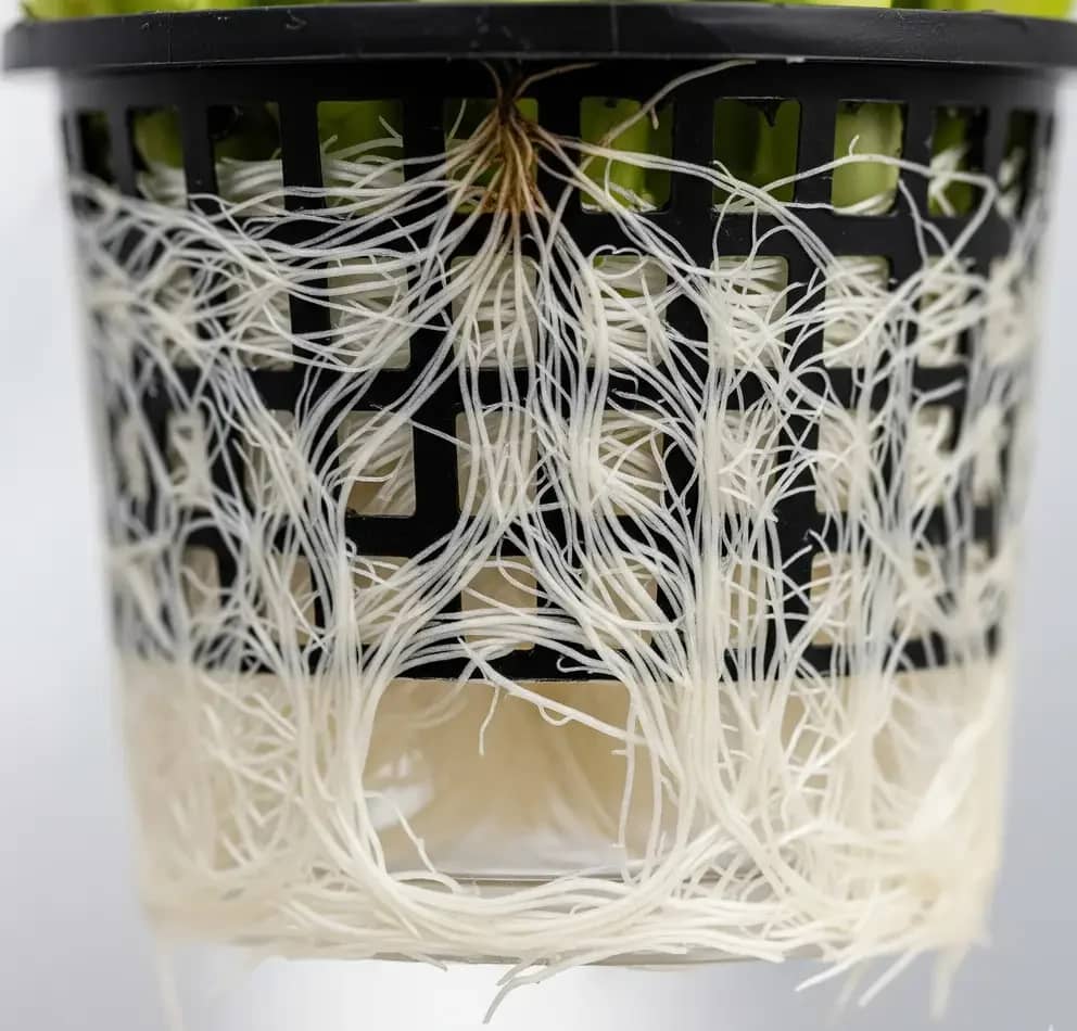 A healthy, white fibrous root system of a plant in a net pot, demonstrating proper root growth in a hydroponic system.