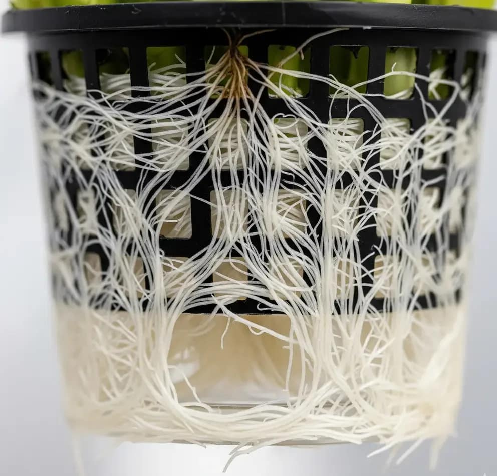 A healthy, white fibrous root system of a plant in a net pot, demonstrating proper root growth in a hydroponic system.